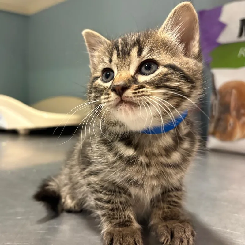 Mandarin thumbnail 2