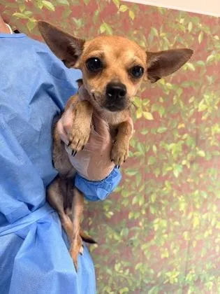 An adult small-sized female Chihuahua dog named Wren for adoption in San Antonio, TX