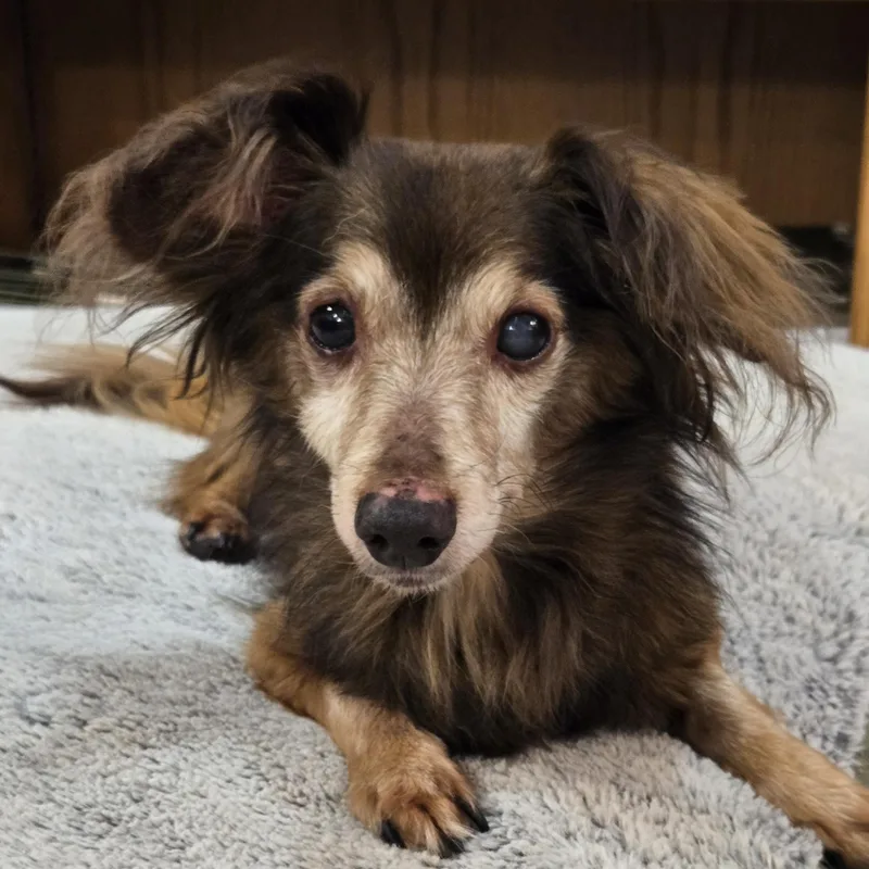 A senior small-sized male Brown / Chocolate Dachshund (Miniature Long Haired) dog named Tum Tum for adoption in Normal, IL