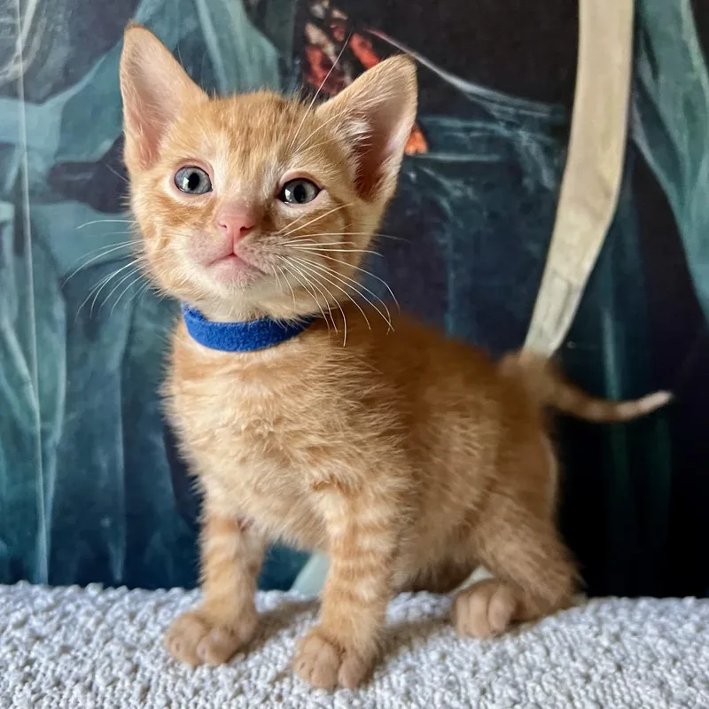 A baby small-sized male Orange / Red Domestic Short Hair cat named Mesa for adoption in Point Richmond, CA