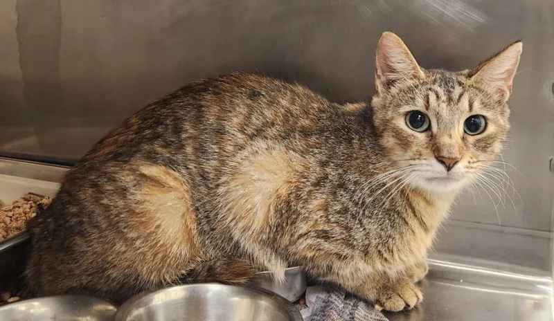 An adult medium-sized female Domestic Short Hair cat named Iceburgh for adoption in Hagerstown, MD