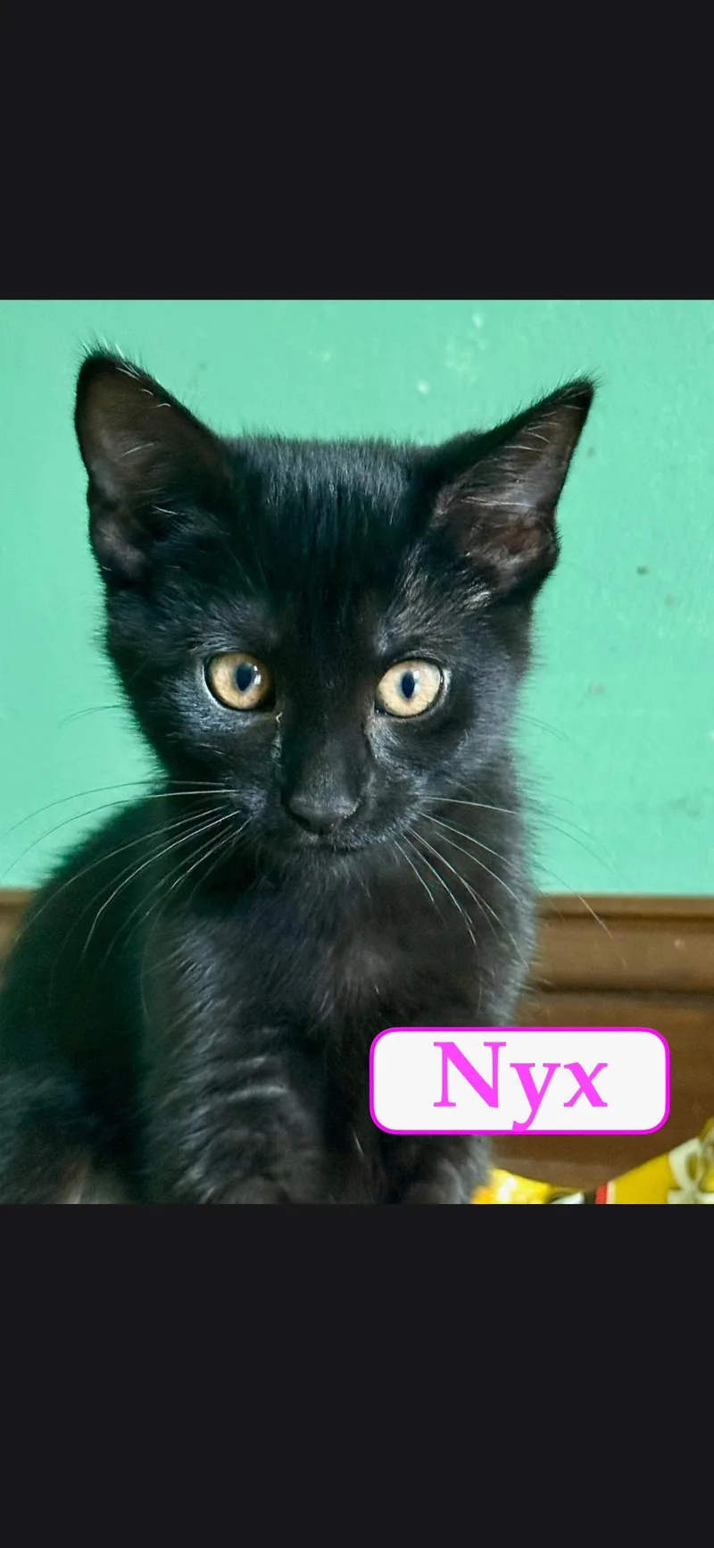 A baby large-sized female Black Domestic Short Hair cat named Nyx for adoption in Medford, WI