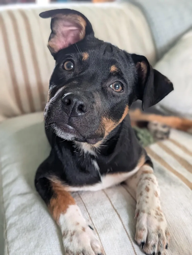 A baby medium-sized female Hound dog named Pepper for adoption in St. Louis, MO