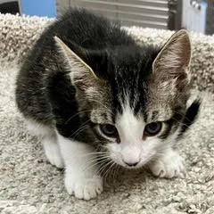 A baby medium-sized male Tabby (Gray / Blue / Silver) Domestic Short Hair cat named Toto for adoption in Green Valley, AZ
