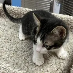 Toto thumbnail 2