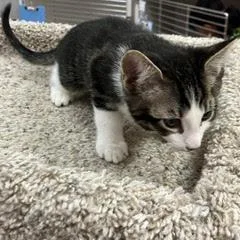 Toto thumbnail 3