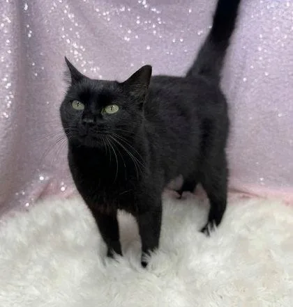 An adult medium-sized female Black Domestic Short Hair cat named Nesta for adoption in Clarkesville, GA