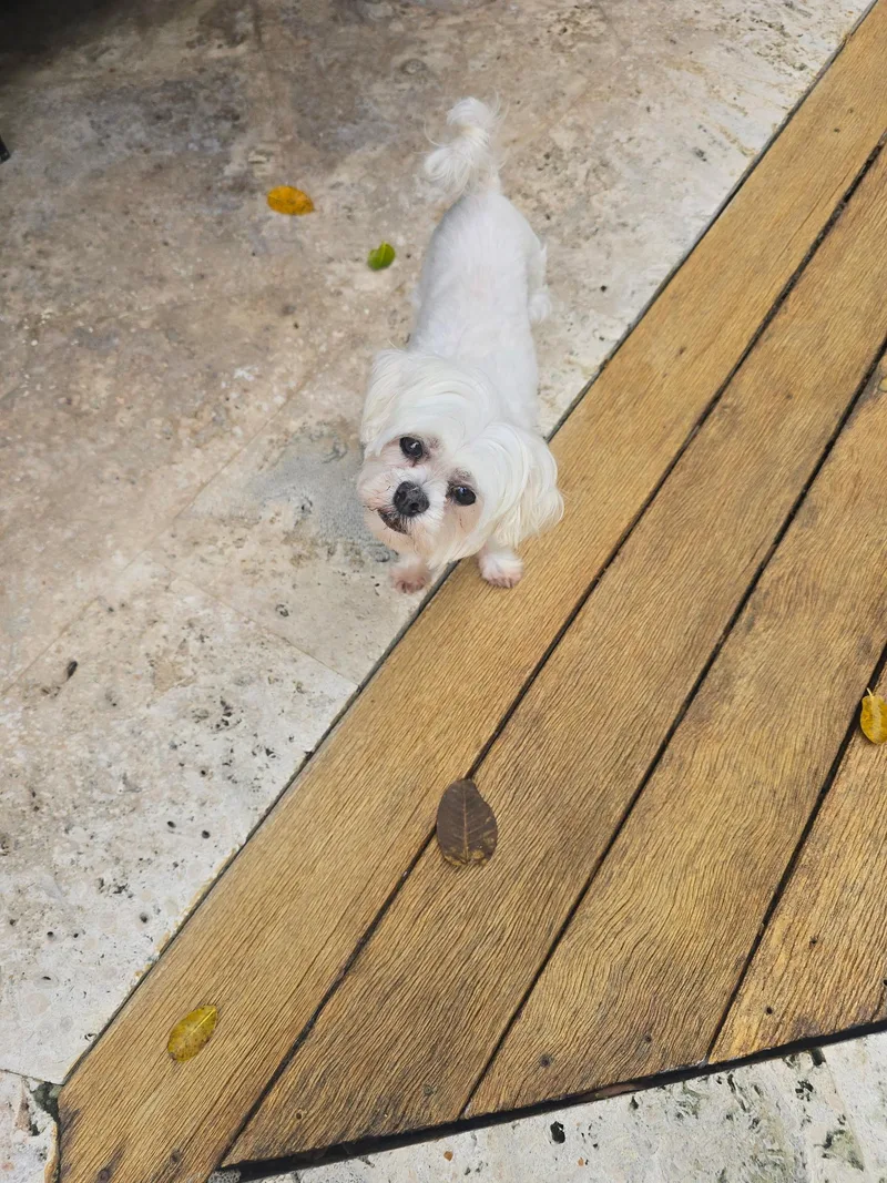 Coco