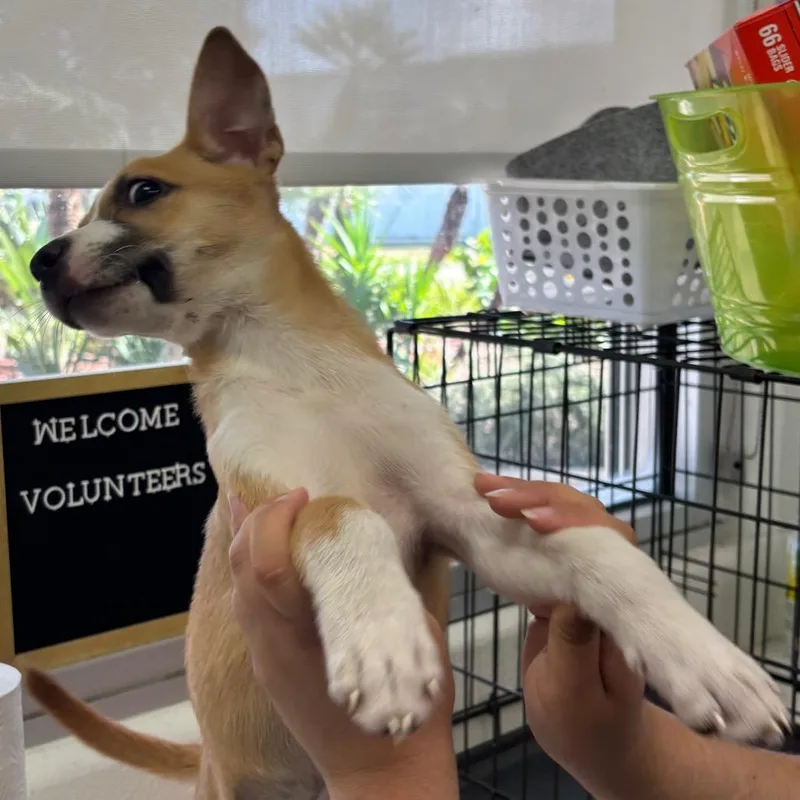 A baby small-sized female Terrier dog named Bella for adoption in Corpus Christi, TX