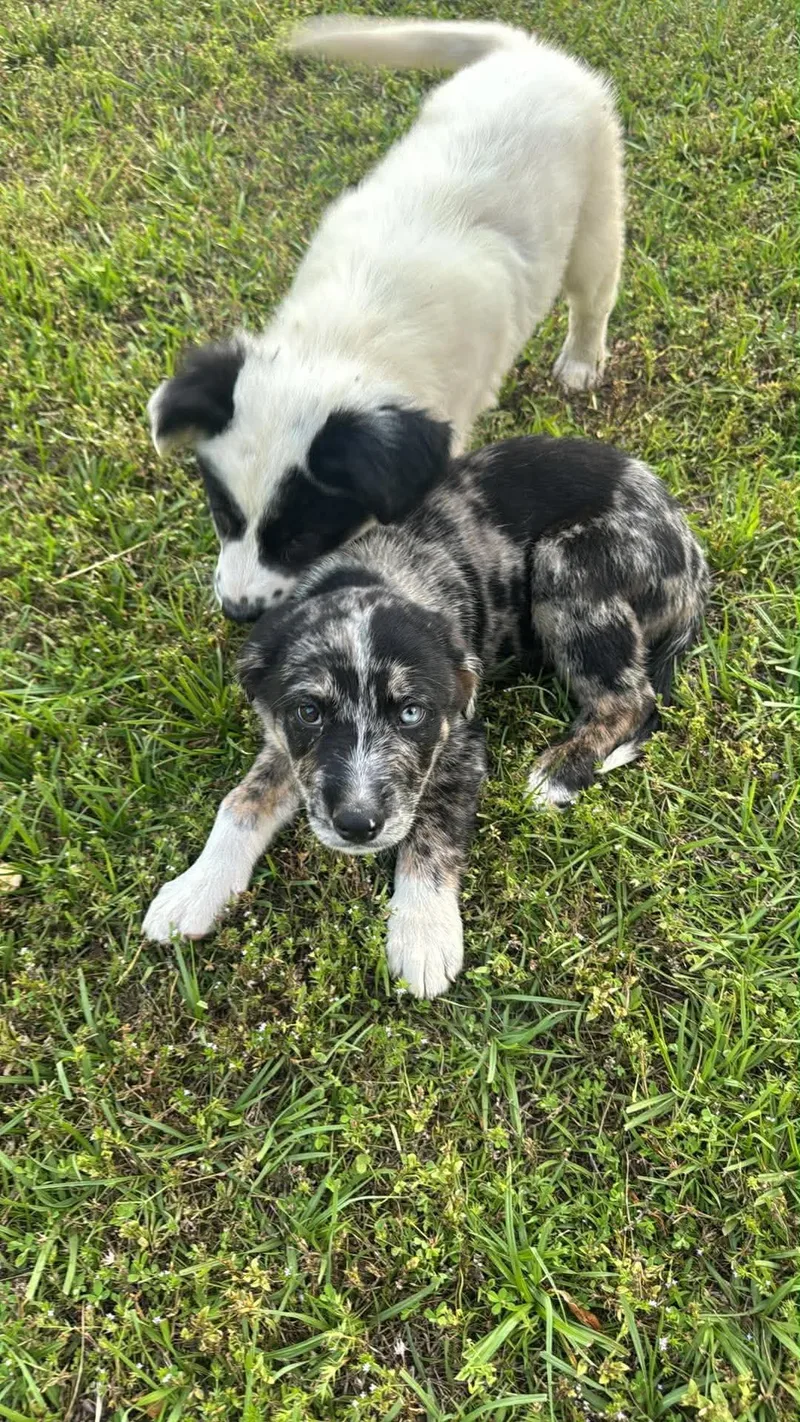 A baby small-sized male Australian Shepherd dog named Ricardo for adoption in Bradenton, FL