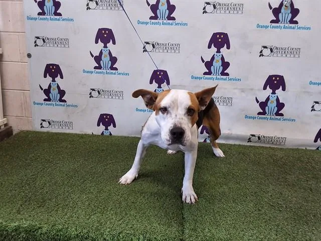 A young medium-sized female Pit Bull Terrier dog named Golden for adoption in Orlando, FL