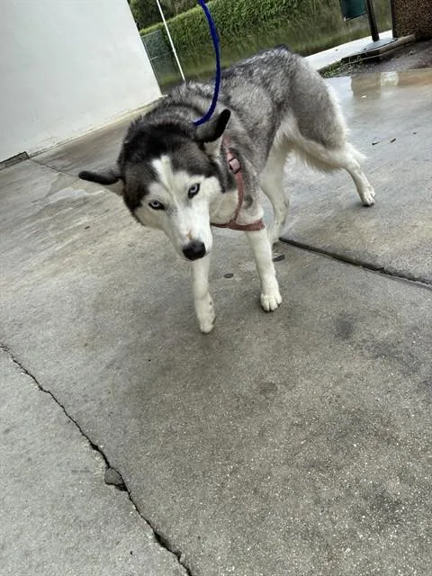 A young large-sized female Siberian Husky dog named Chloe for adoption in Miami, FL