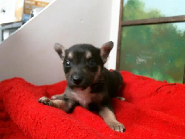 A baby small-sized female German Shepherd Dog dog named Vivian for adoption in Houston, TX