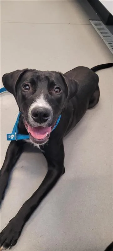 An adult medium-sized female Mixed Breed dog named Juniper for adoption in West Chester, PA