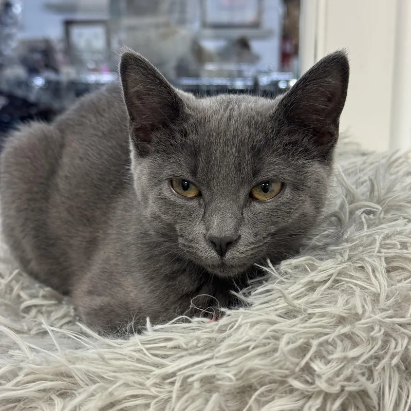 A baby small-sized female Domestic Short Hair cat named Lola for adoption in Crystal Lake, IL