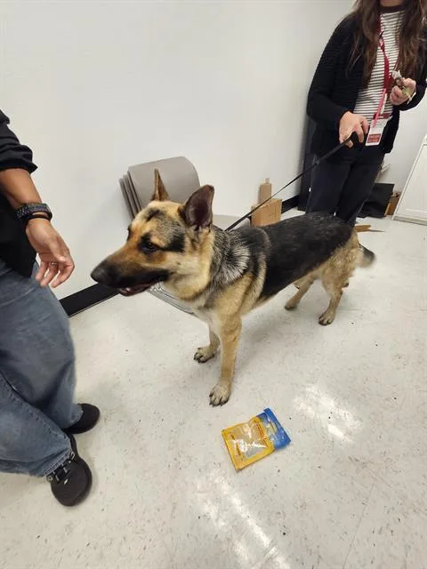 An adult large-sized male German Shepherd Dog dog named Thomas for adoption in San Antonio, TX