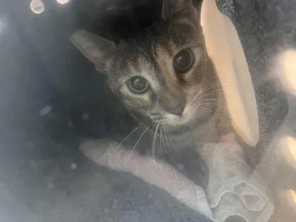 An adult small-sized female Domestic Short Hair cat named Jovi for adoption in Daytona Beach, FL