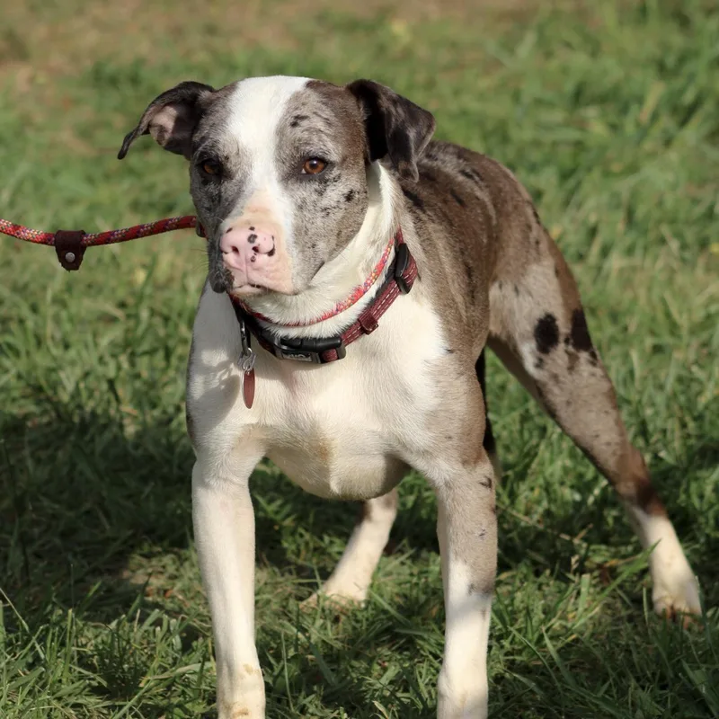 Wilbur thumbnail 4