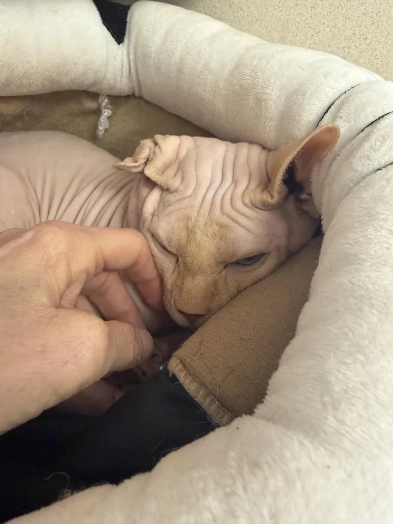 An adult medium-sized male Sphynx / Hairless Cat cat named Avorio for adoption in Salem, NH