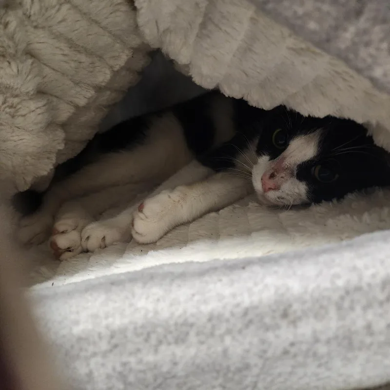 A young small-sized male Black Domestic Short Hair cat named Randy for adoption in Evensville, TN