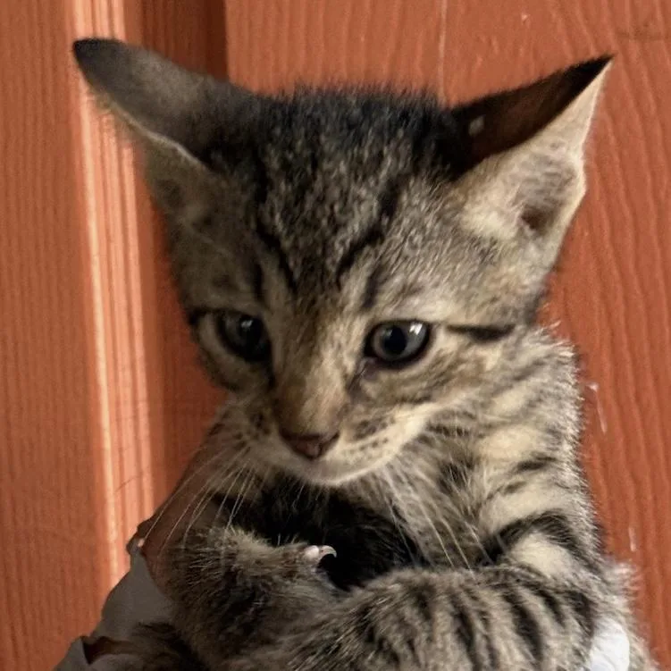 A baby medium-sized male Gray & White Domestic Short Hair cat named Auggie for adoption in Huntington Beach, CA