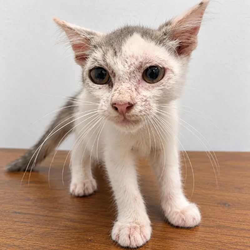 A baby small-sized male White Domestic Short Hair cat named Spore for adoption in Austin, TX