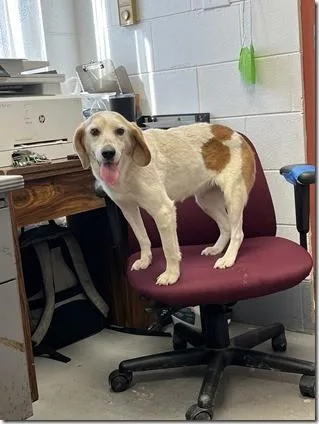 Mango Sweetheart Adult Girl!