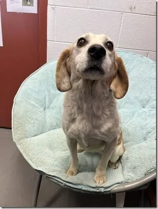 Mango Sweetheart Adult Girl! thumbnail 2