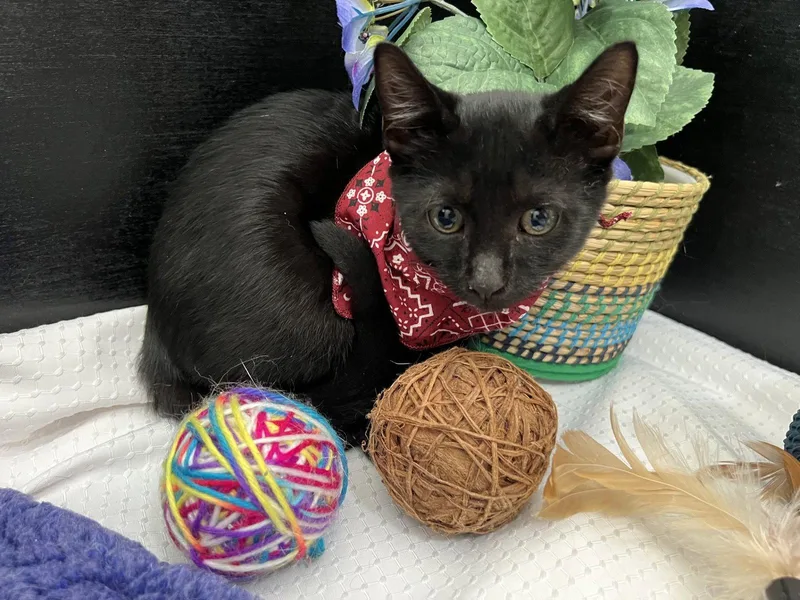 A young small-sized male Black Domestic Short Hair cat named Dino for adoption in Fayetteville, GA