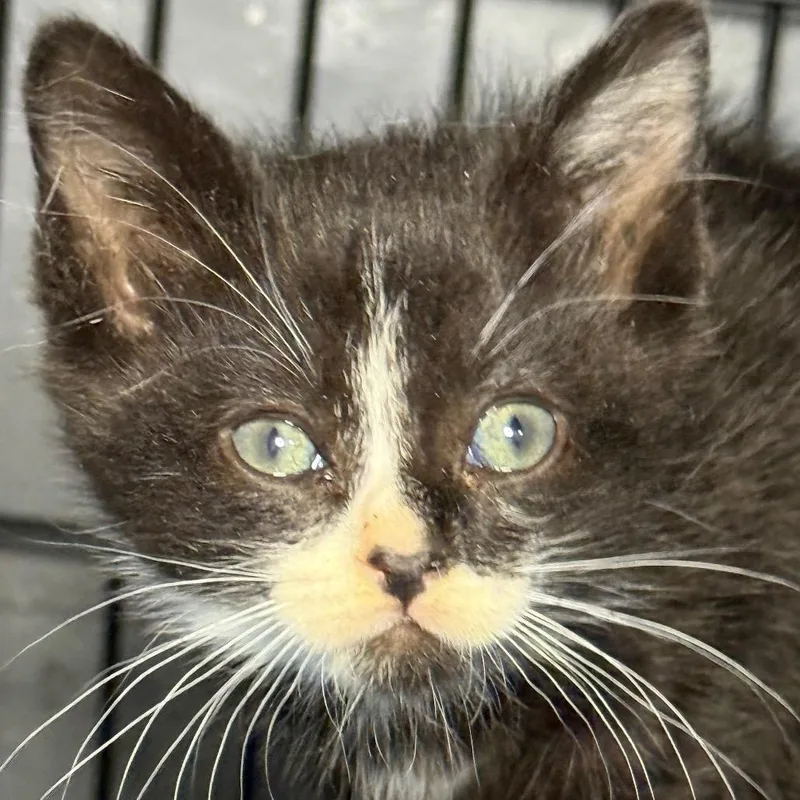 A baby small-sized male Black Domestic Short Hair cat named Sprout for adoption in Middle Village, NY