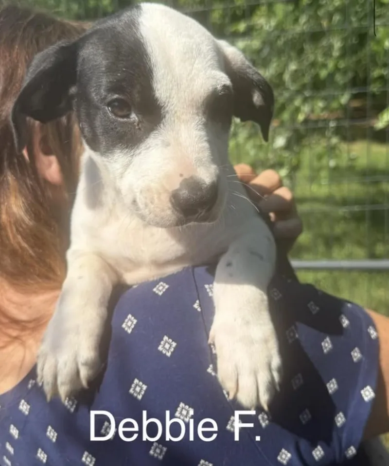 A baby medium-sized female Black Labrador Retriever dog named Debbie for adoption in Parma, OH