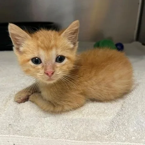 A young small-sized male Orange / Red Domestic Short Hair cat named Jamie for adoption in Tyler, TX