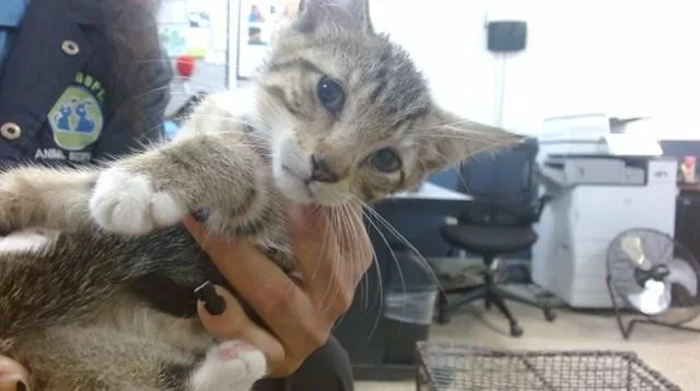 A baby small-sized male Domestic Short Hair cat named Cammy for adoption in Miami, FL
