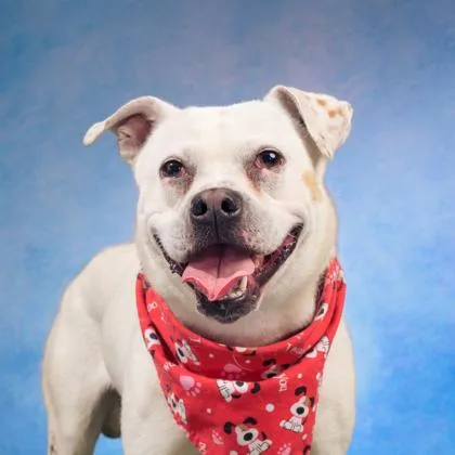 An adult medium-sized male Mixed Breed dog named Nixon for adoption in Atlanta, GA