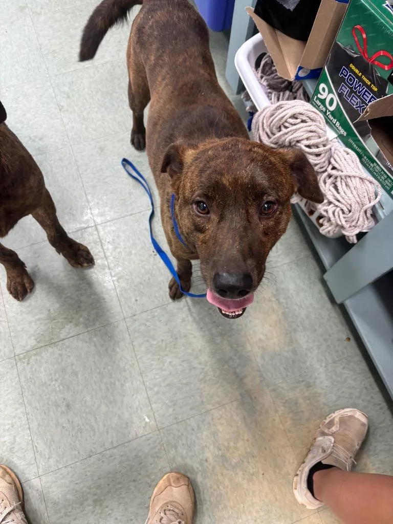 An adult medium-sized male Mixed Breed dog named Morty for adoption in Danielsville, GA