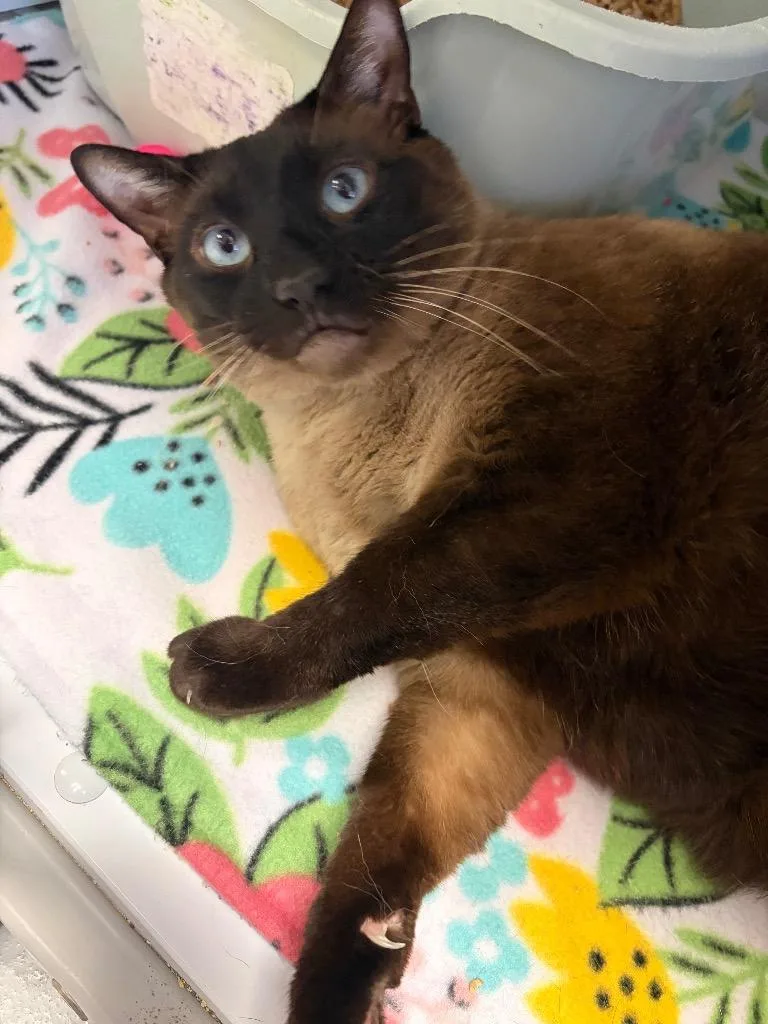 An adult medium-sized male Siamese cat named Stormy for adoption in Peoria, AZ
