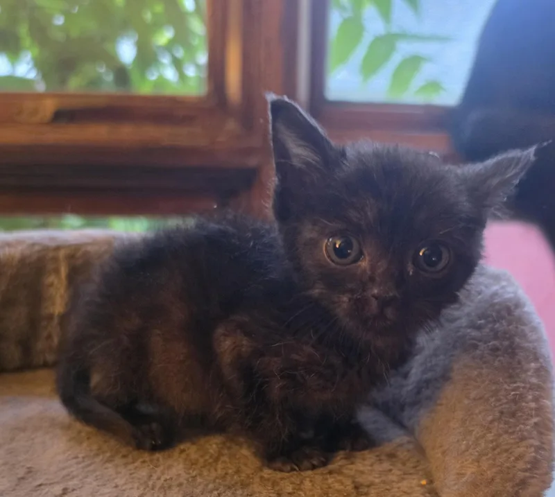 A baby medium-sized female Black Domestic Short Hair cat named Emmaline for adoption in Bristol, TN
