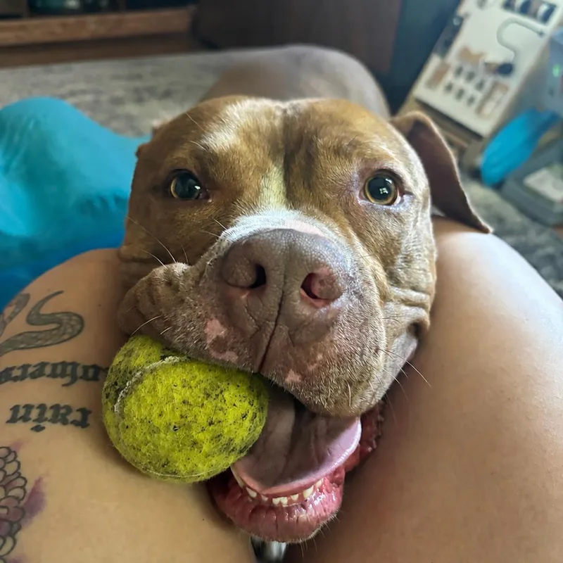 An adult large-sized male Brown / Chocolate Pit Bull Terrier dog named Scotty for adoption in Springfield, IL