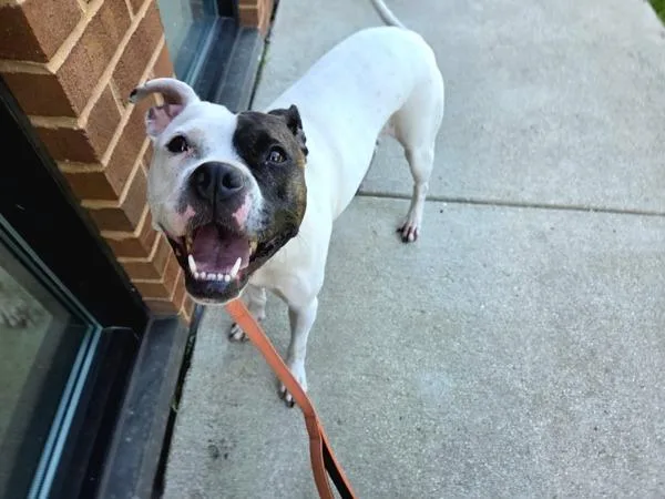 An adult medium-sized female Pit Bull Terrier dog named Gelato for adoption in Millersville, MD