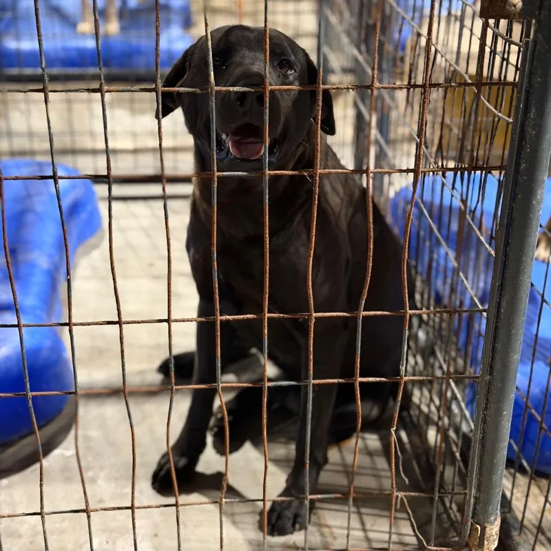 An adult medium-sized female Brown / Chocolate Labrador Retriever dog named Harriet for adoption in Fort Smith, AR
