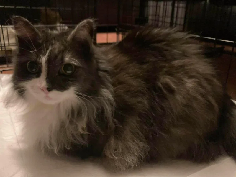 A senior medium-sized female Gray & White Domestic Long Hair cat named Eloise for adoption in Herndon, VA