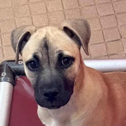 A baby small-sized female Yellow / Tan / Blond / Fawn Pit Bull Terrier dog named Romy for adoption in Albuquerque, NM