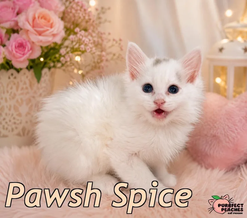 Pawsh Spice