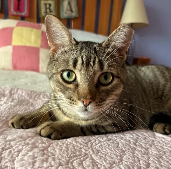 A young medium-sized male Tabby (Brown / Chocolate) Domestic Short Hair cat named Mike for adoption in Newburgh, NY