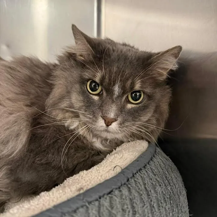 A senior extra large-sized female Gray / Blue / Silver Domestic Long Hair cat named Kiki for adoption in Murray, UT