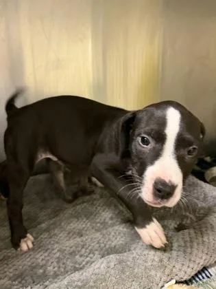 A baby small-sized male Pit Bull Terrier dog named Shwarma for adoption in Westland, MI