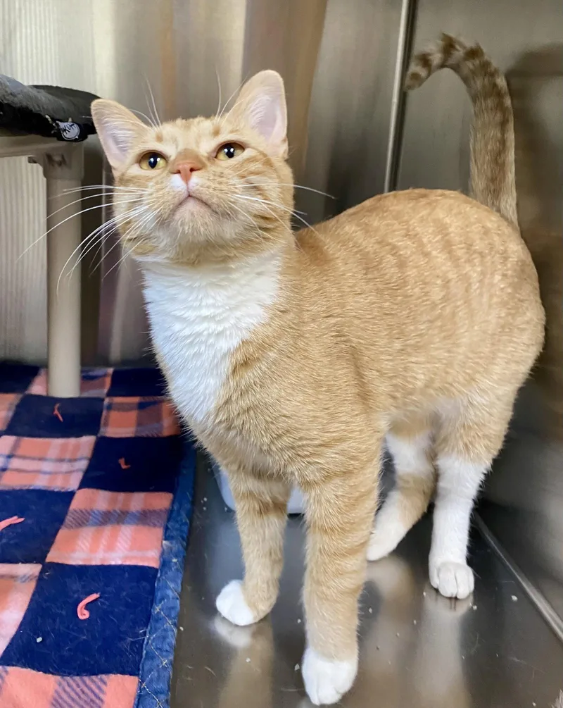 An adult medium-sized male Orange & White Domestic Short Hair cat named Friar Tuck for adoption in Fargo, ND