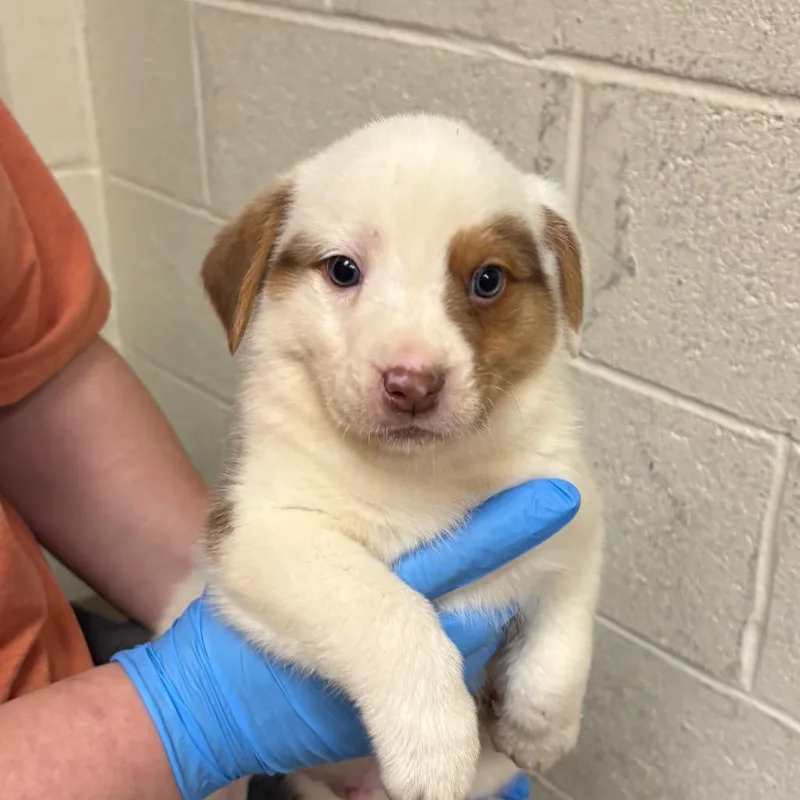 A baby small-sized male White / Cream Mixed Breed dog named Doc for adoption in East Hanover, NJ