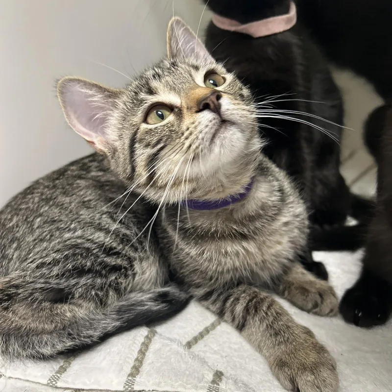 A baby medium-sized female Tabby (Brown / Chocolate) Domestic Short Hair cat named Colette  of for adoption in La Grange Park, IL