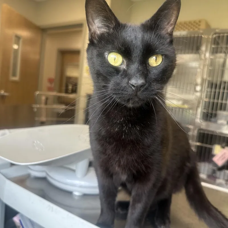 An adult large-sized male Black Domestic Short Hair cat named Jinx for adoption in Columbia Station, OH